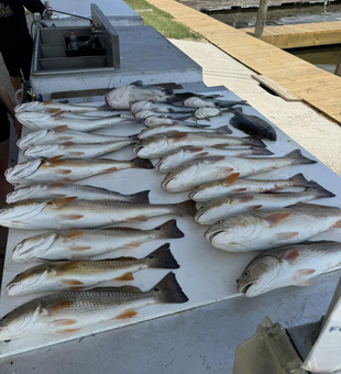 Catch of the day starts in Lafitte